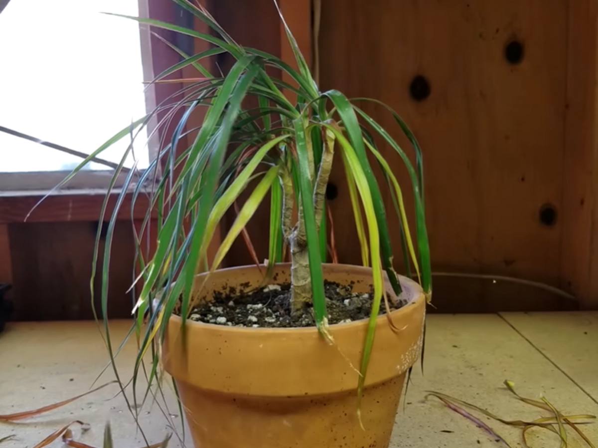 usychająca dracena