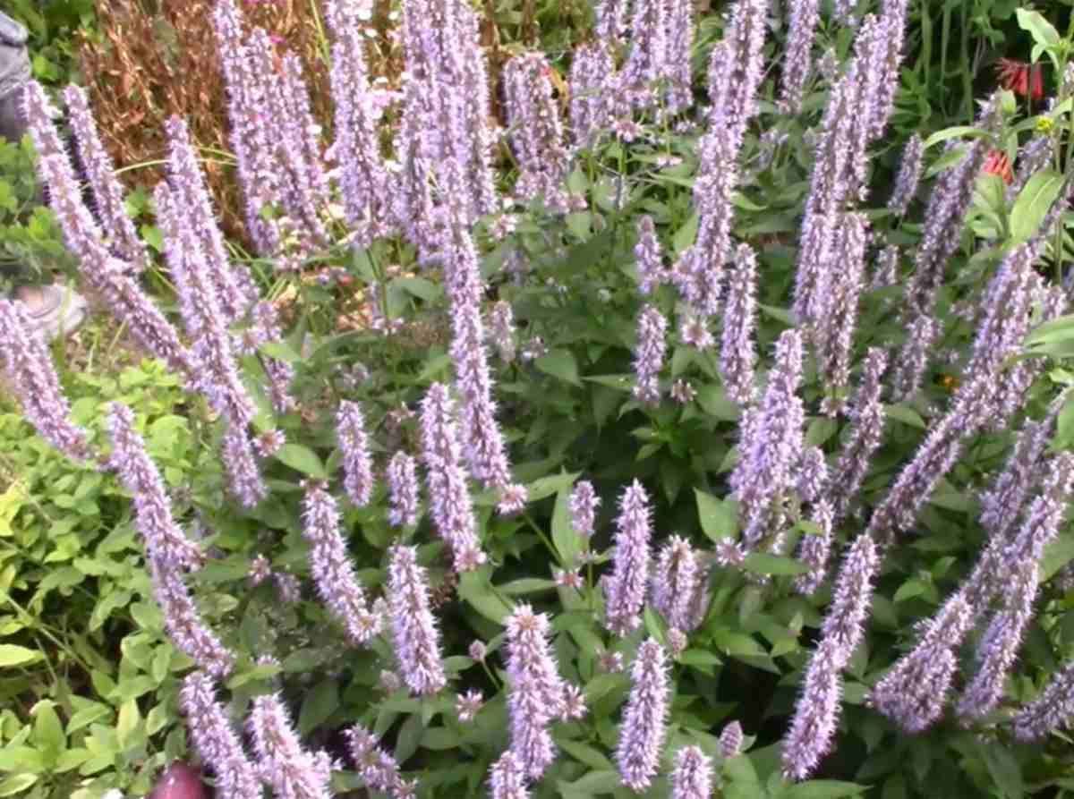 Kłosowce (Agastache)