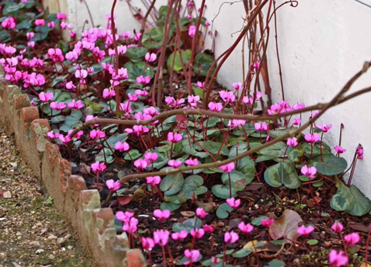 Cyklamen bluszczolistny, Cyclamen hederifolium