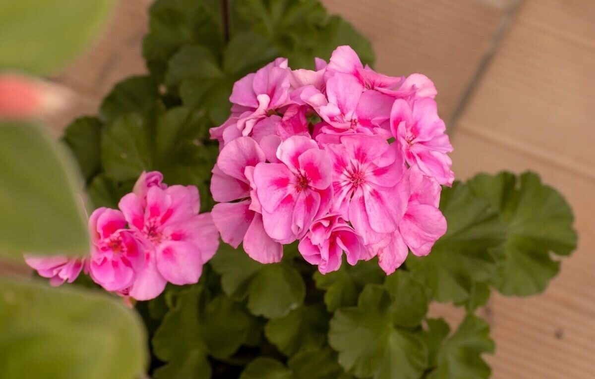 pelargonie