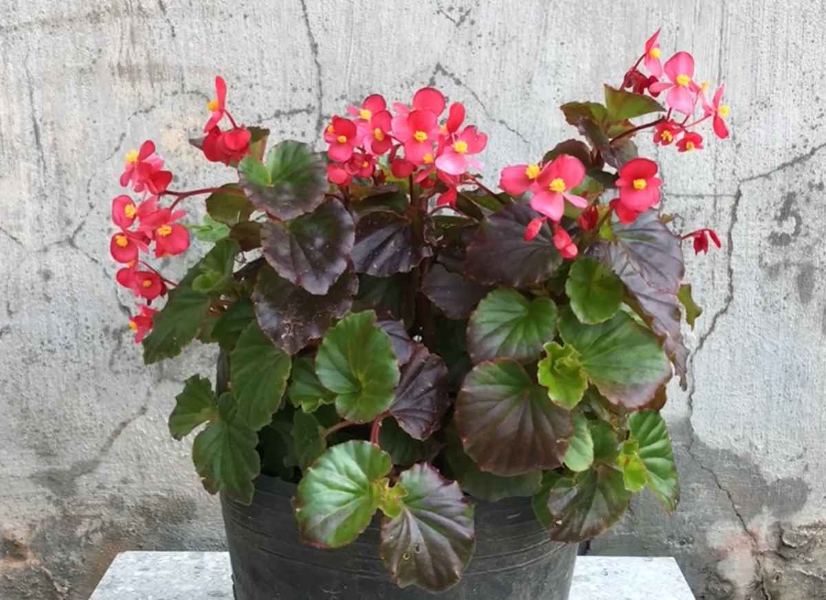 begonia