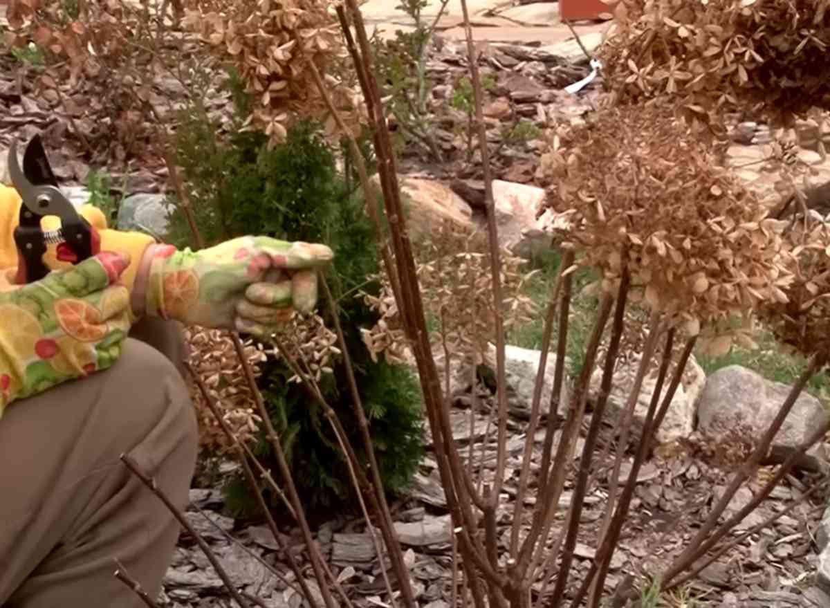 hortensje ogrodowe po przekwitnięciu