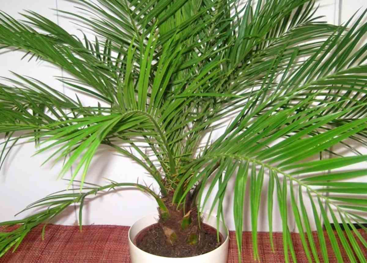 Palma areka (Dypsis lutescens)