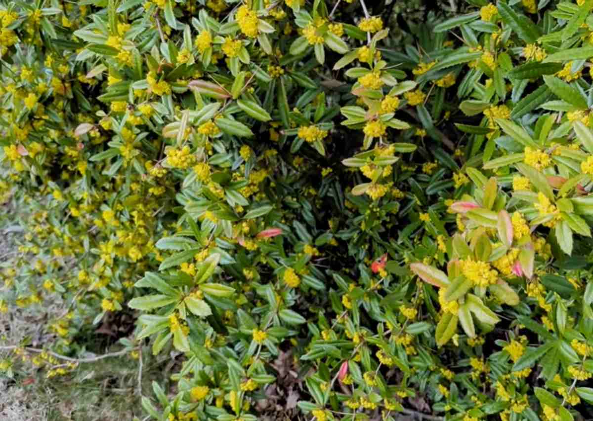 Berberys Julianny (Berberis julianae)