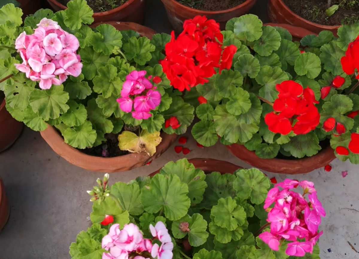 pelargonie