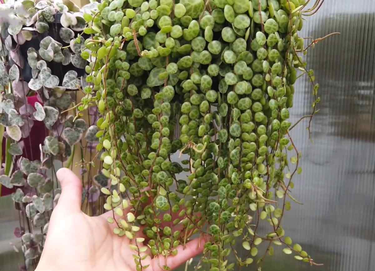 Peperomia prostrata (zwisająca)