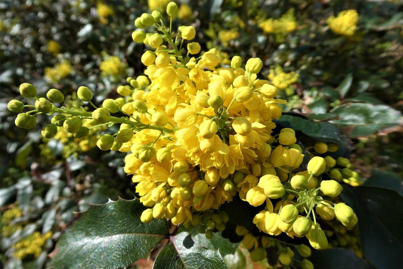 mahonia