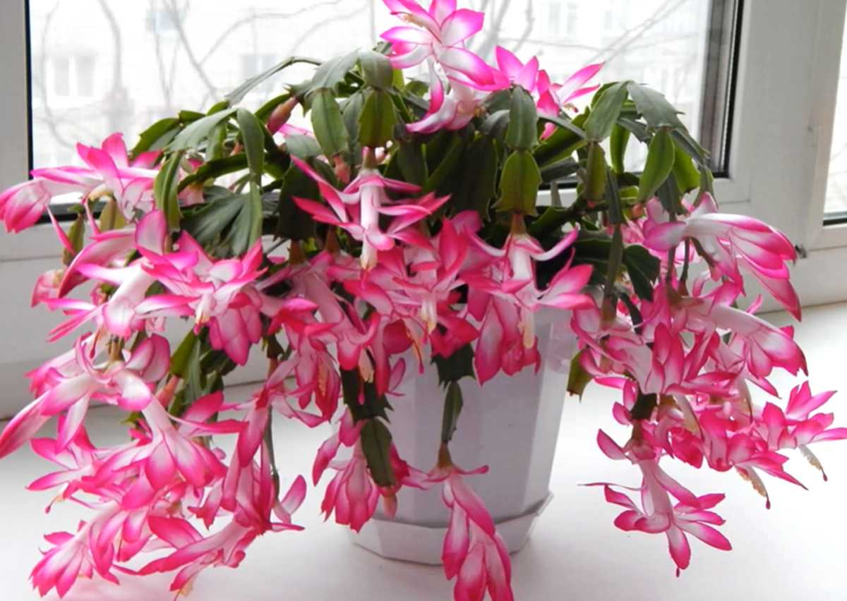 Zygokaktus, szlumbergera, grudnik