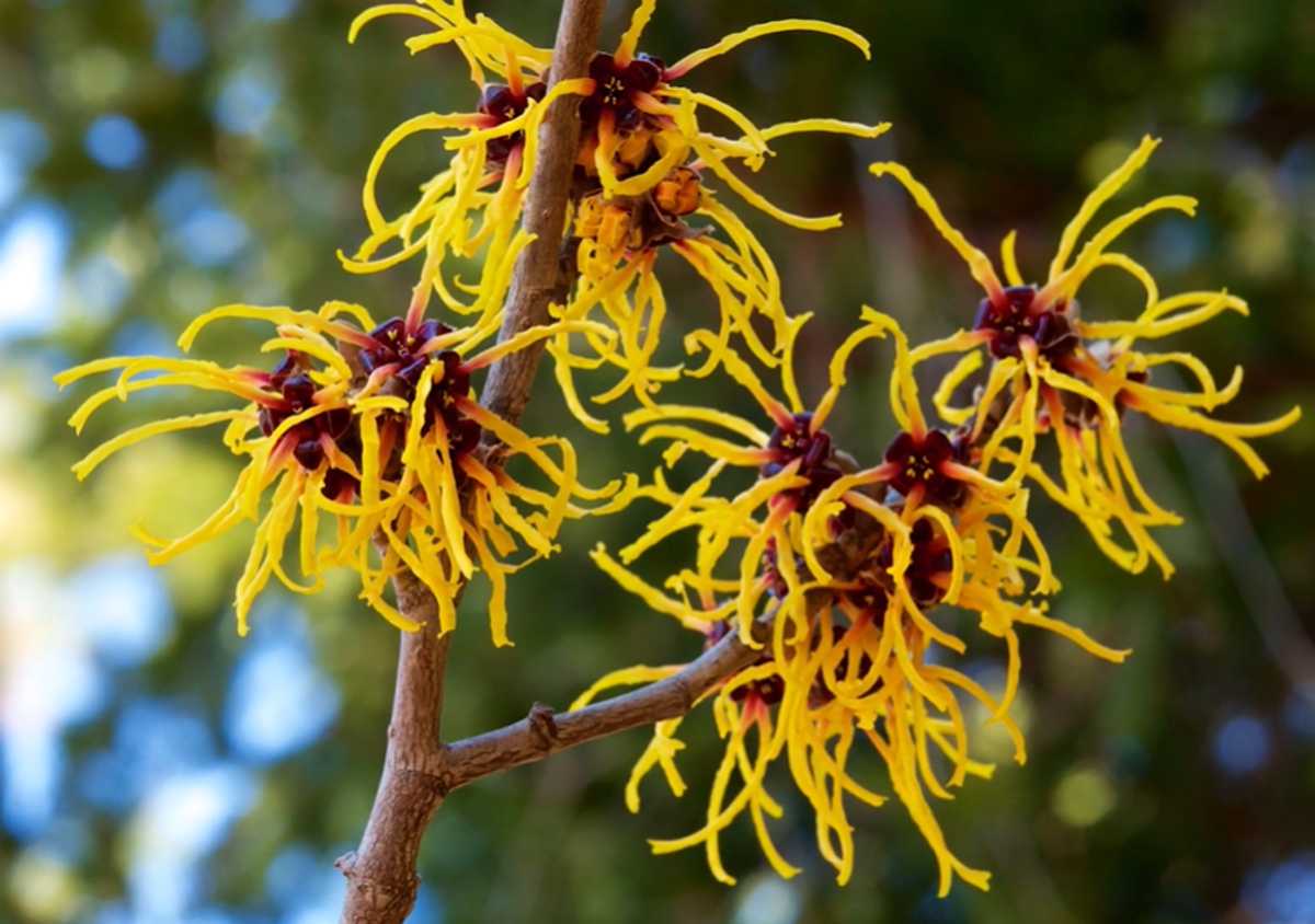 oczar pośredni, Hamamelis × intermedia