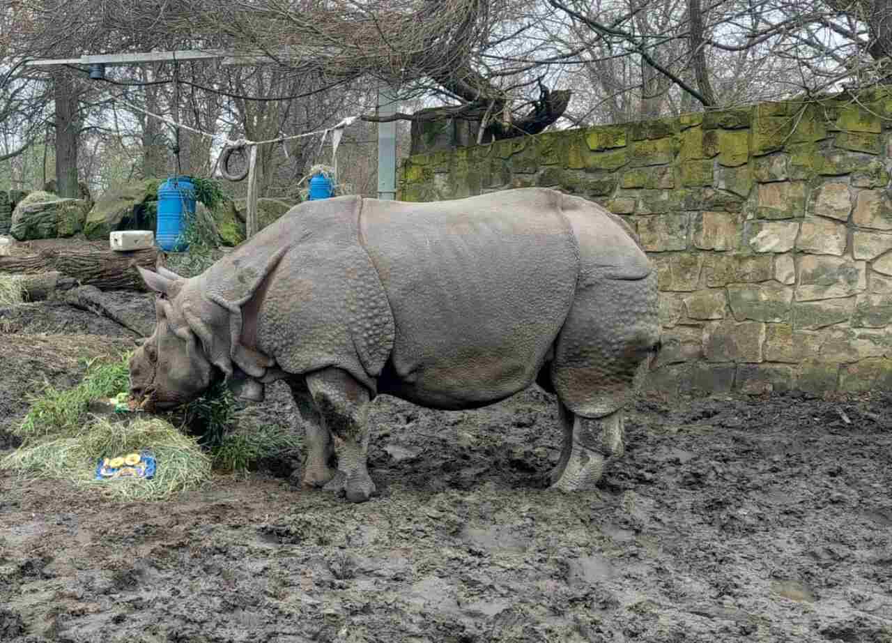 uśpiono nosorożca z warszawskiego zoo