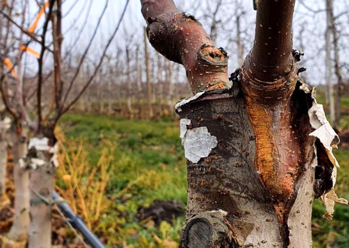 zabieg przy drzewkach owocowych przypadający w styczniu