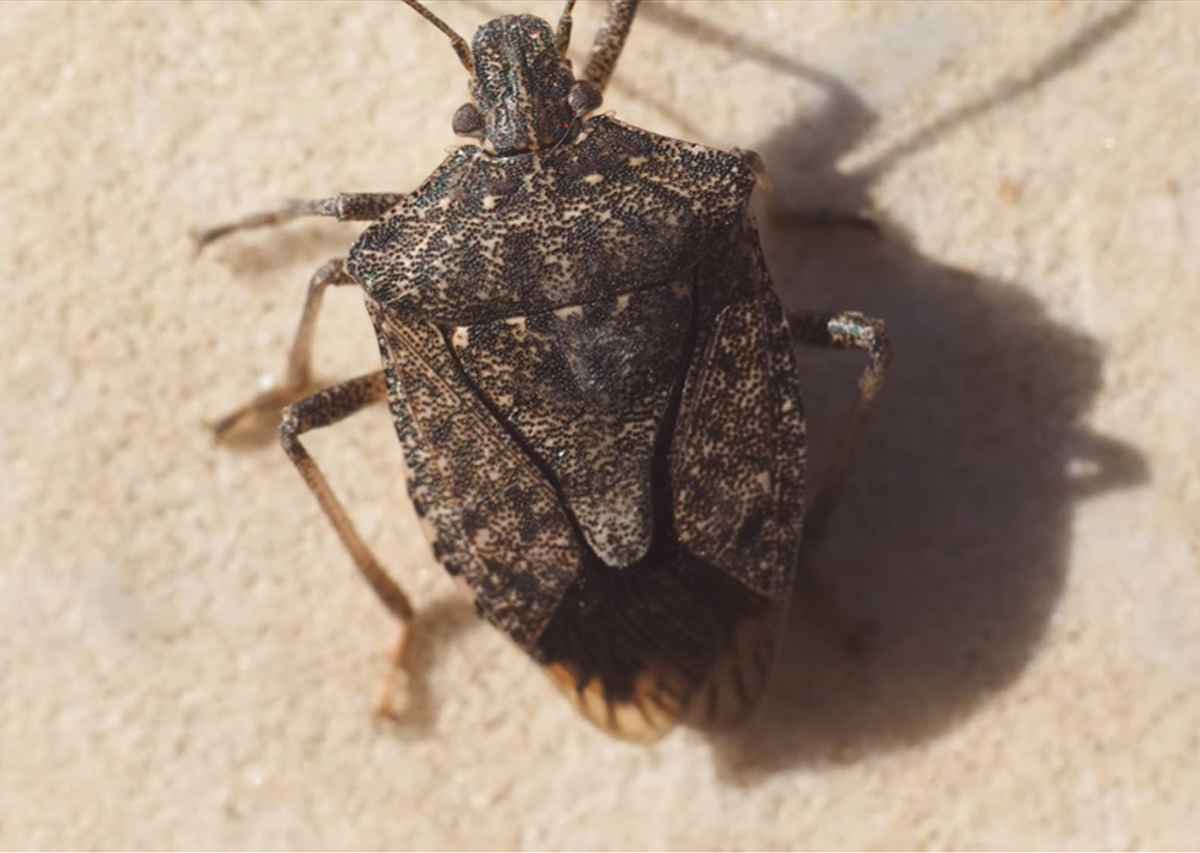 Tarczówka marmurkowata Halyomorpha halys