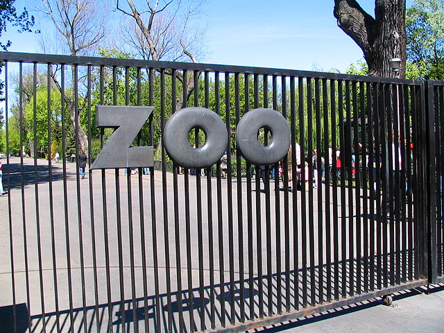 uśpiono nosorożca z warszawskiego zoo