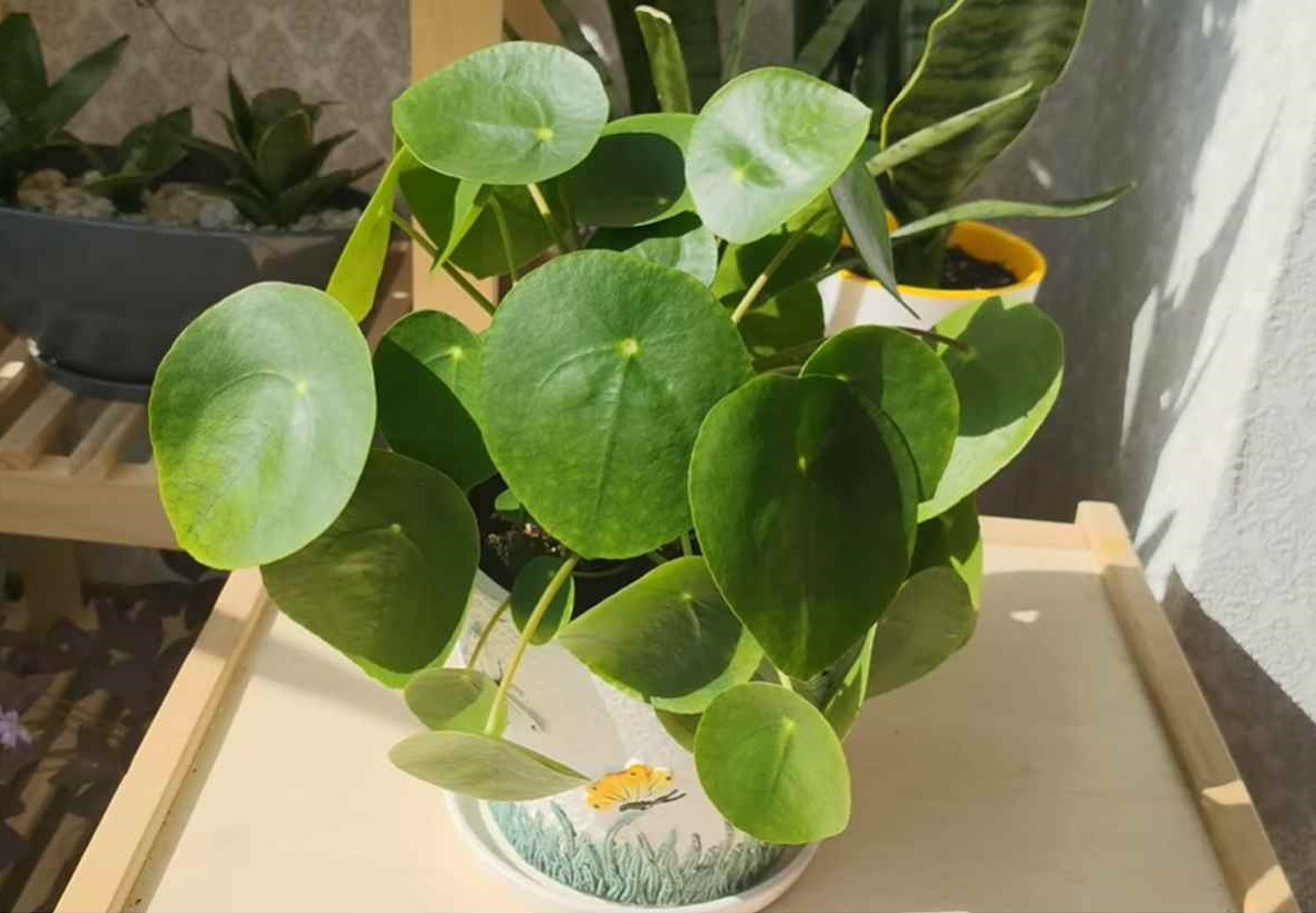 Pieniążek (Pilea peperomiowata)