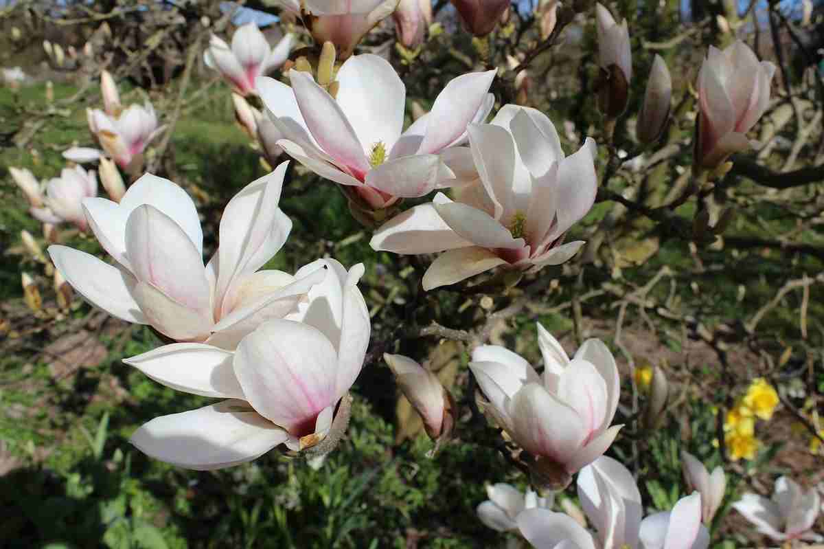 magnolia