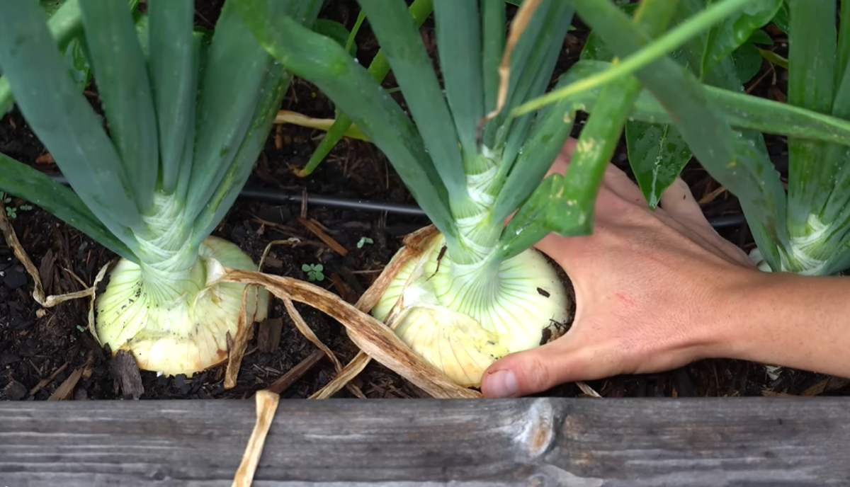 cebula