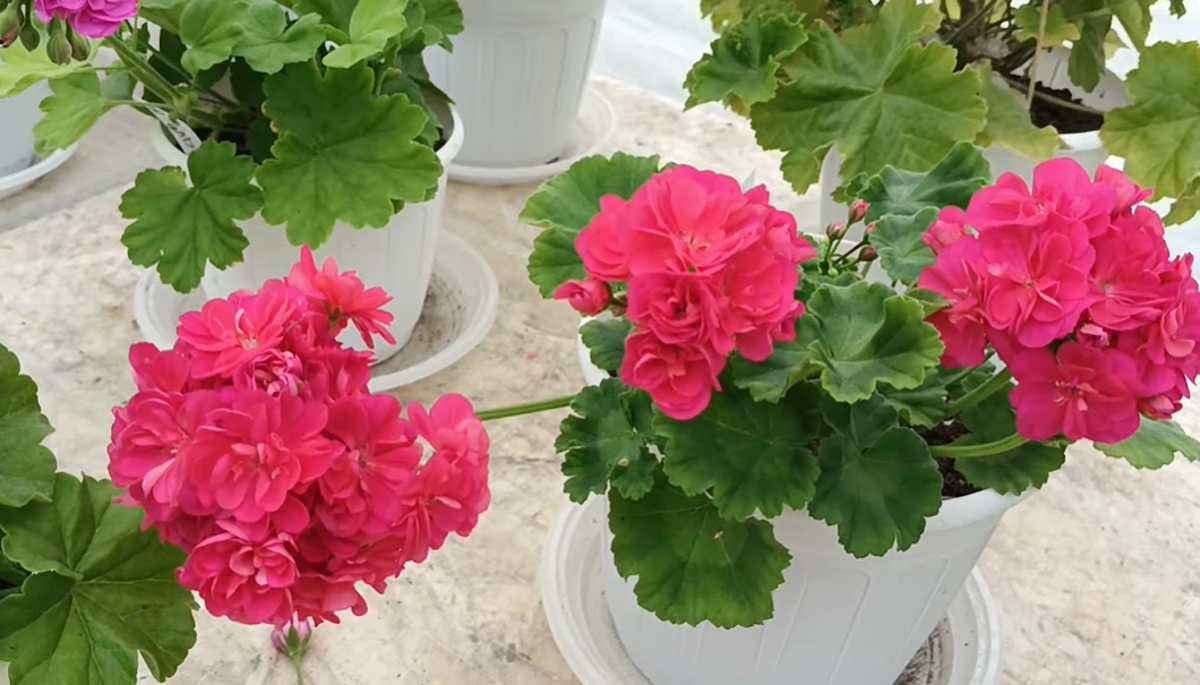 pelargonie