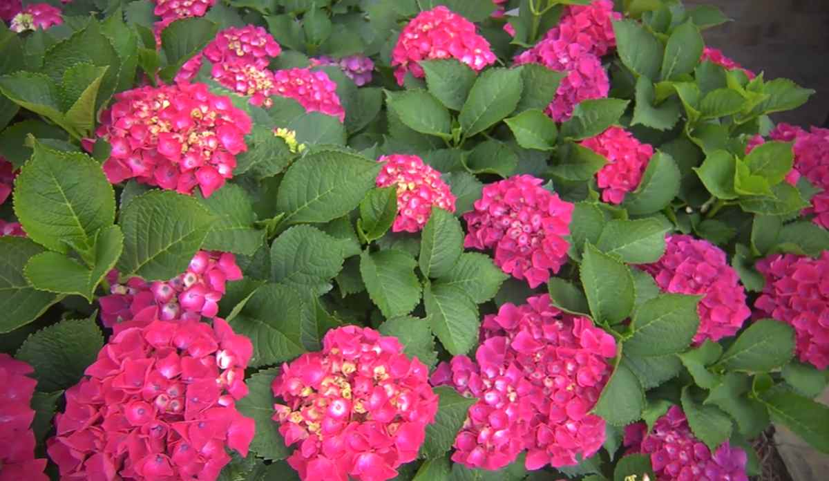 hortensje ogrodowe