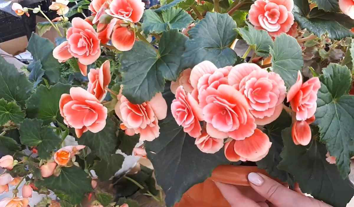 begonia