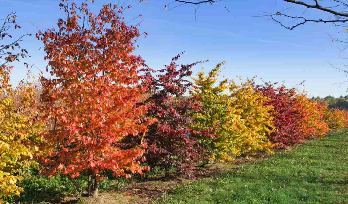 Parocja perska (Parrotia persica)