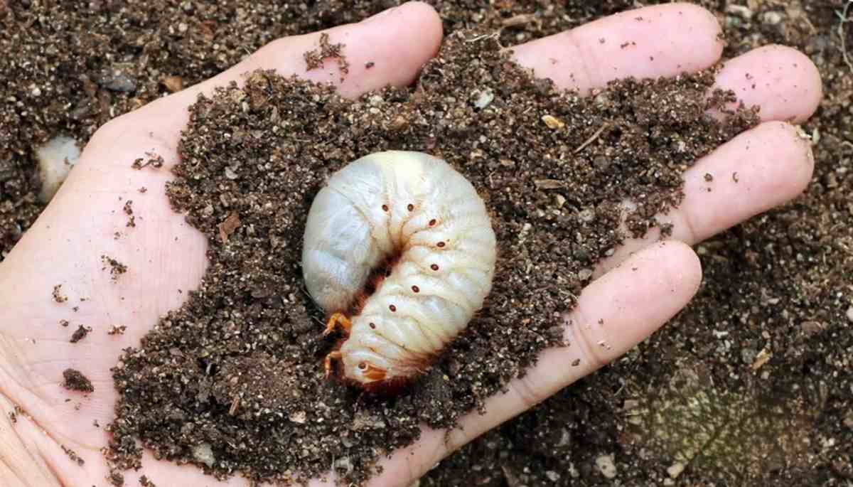 larwa chrabąszcza majowego
