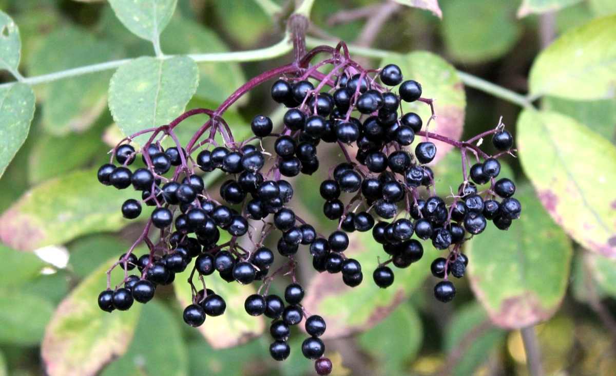 czarny bez