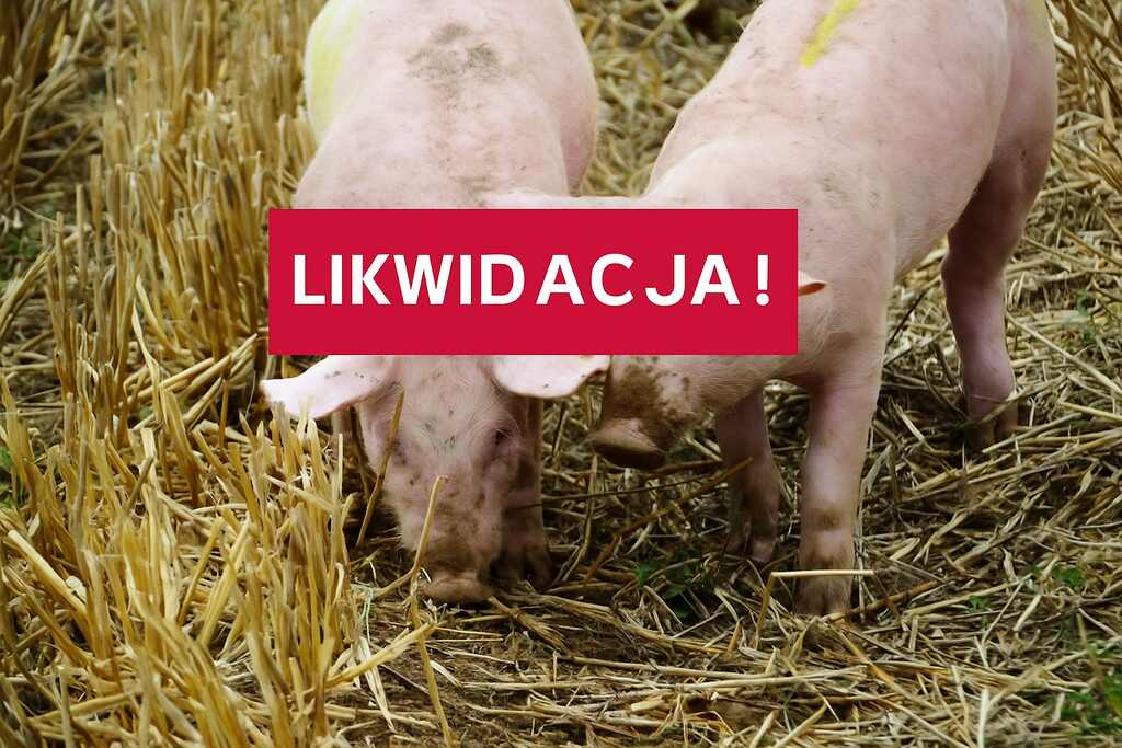 Belgowie płacą za likwidacje hodowli świń