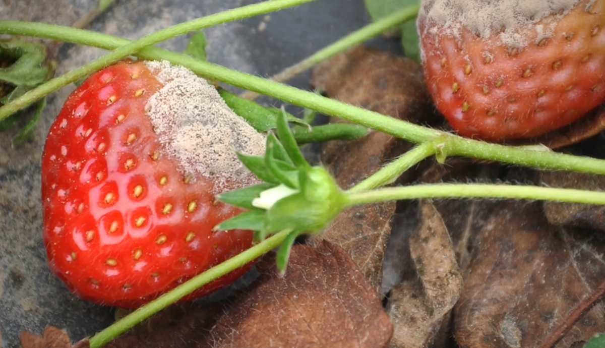 szara pleśń na truskawkach