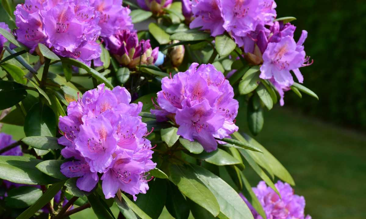 rododendron/różanecznik