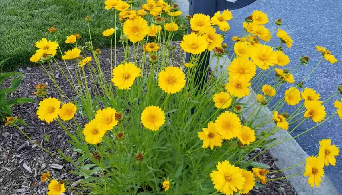 Nachyłek (Coreopsis)