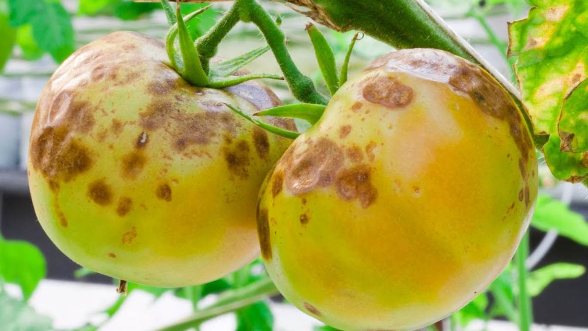 zaraza ziemniaczana na pomidorach