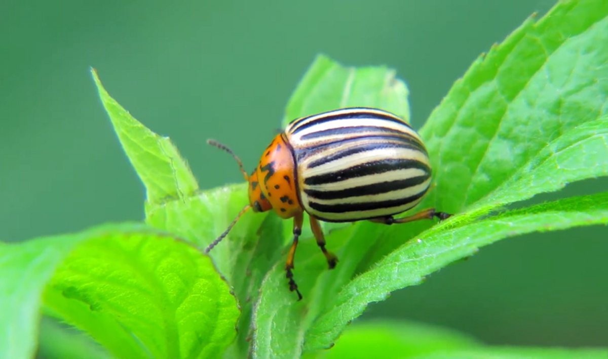 stonka ziemniaczana