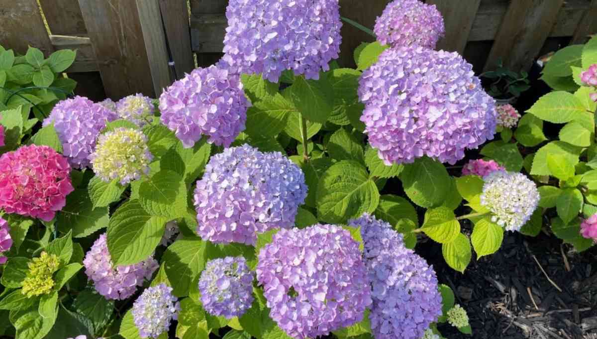 hortensje ogrodowe