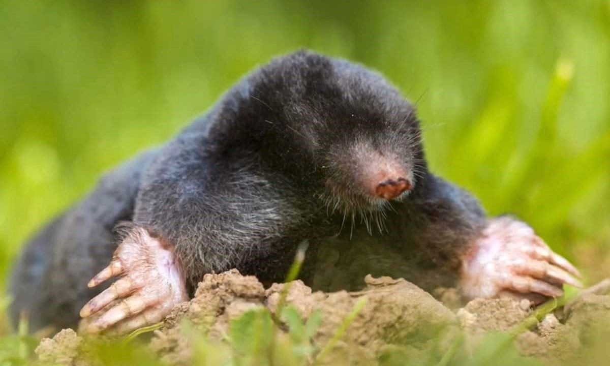 kret