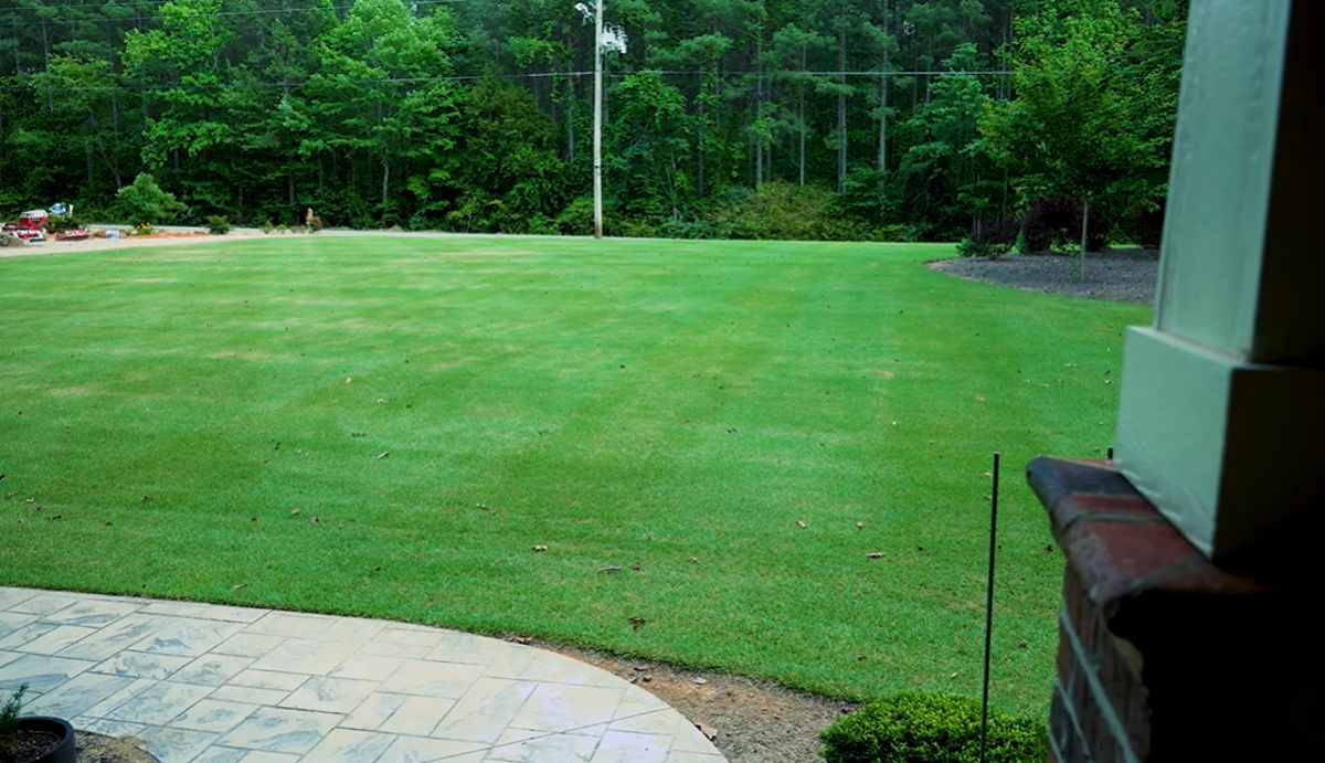 W sierpniu sypię na trawnik. Jest gęsty i zielony jak nigdy w życiu