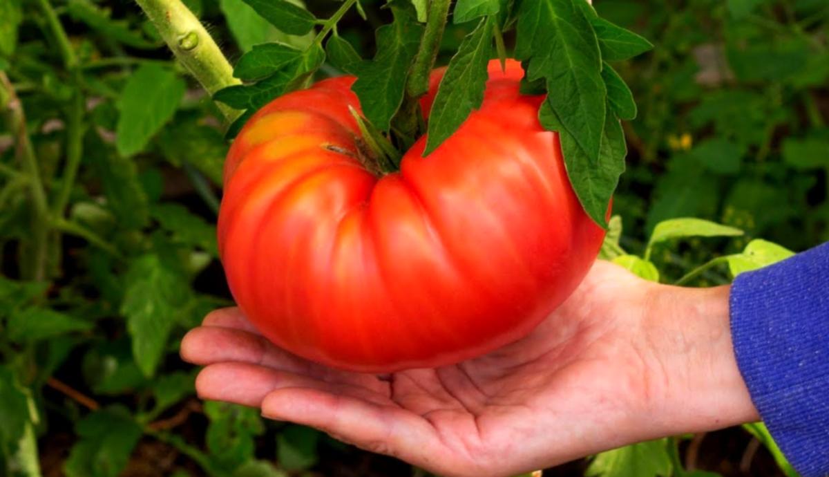 pomidor
