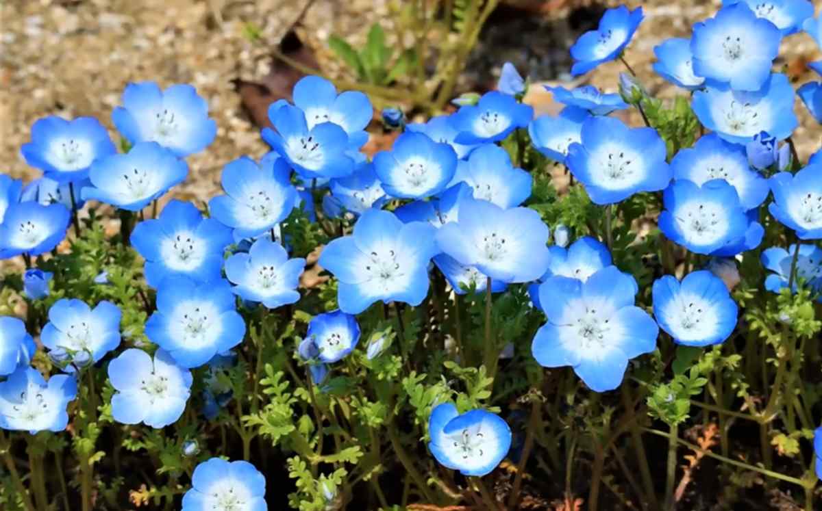 Porcelanka Menziesa (Nemophila menziesii)