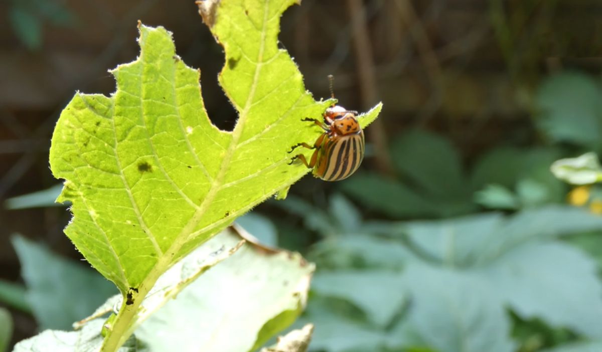 stonka ziemniaczana