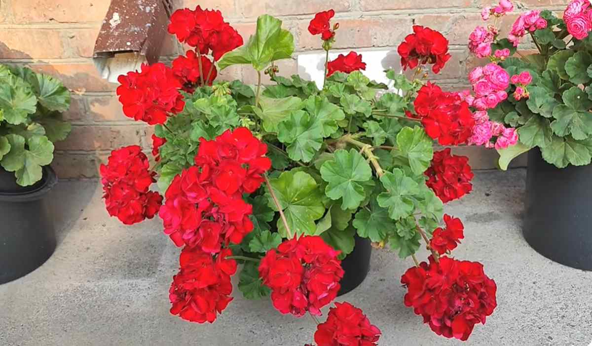 pelargonia