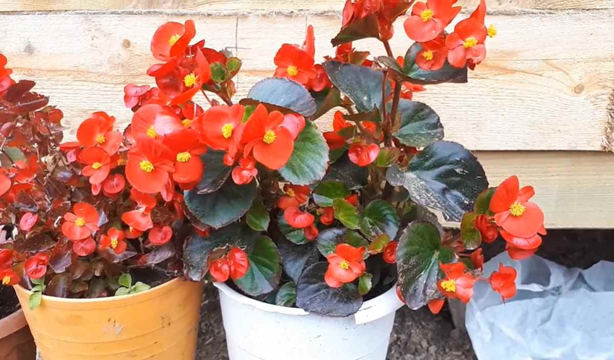 begonia