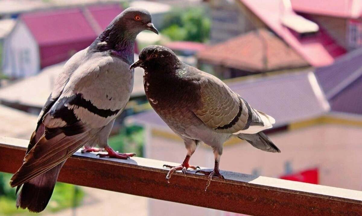 gołębie