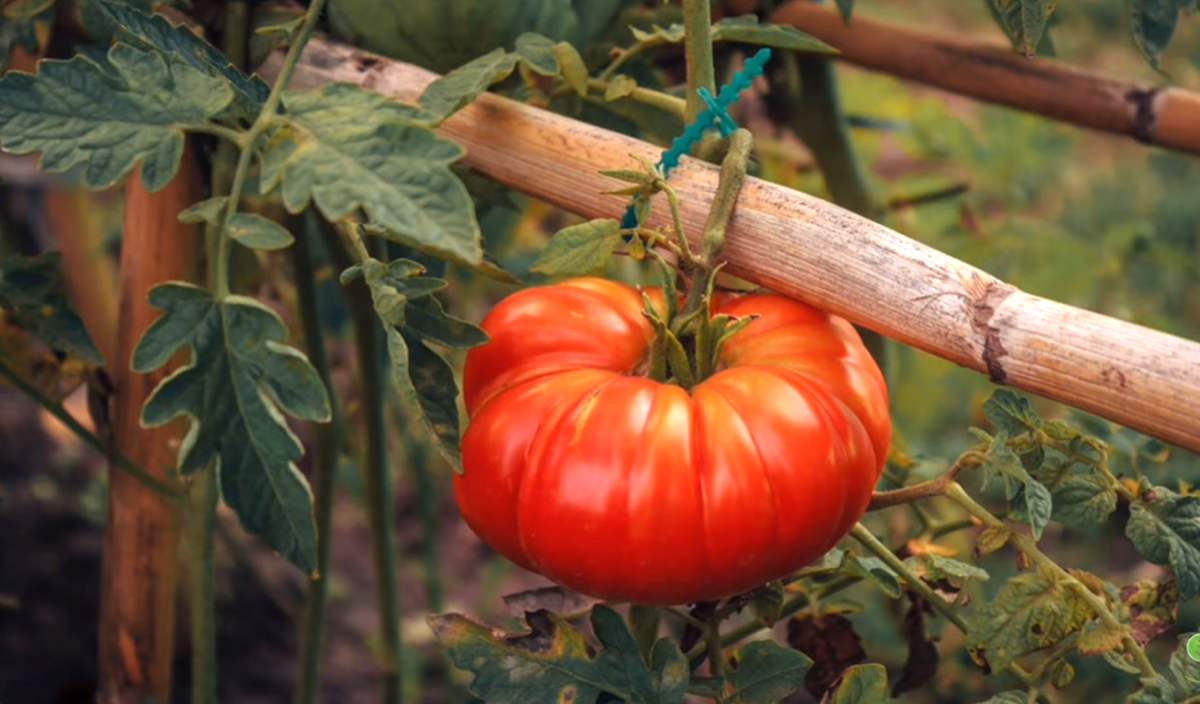 pomidor