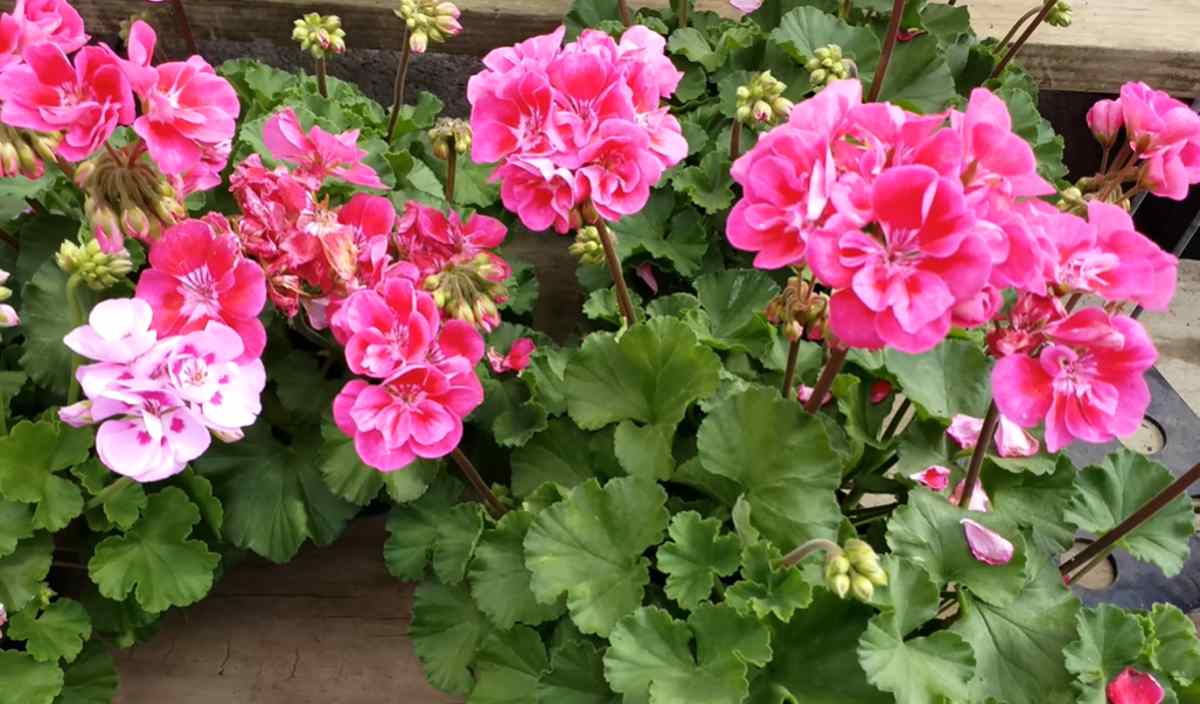 pelargonia