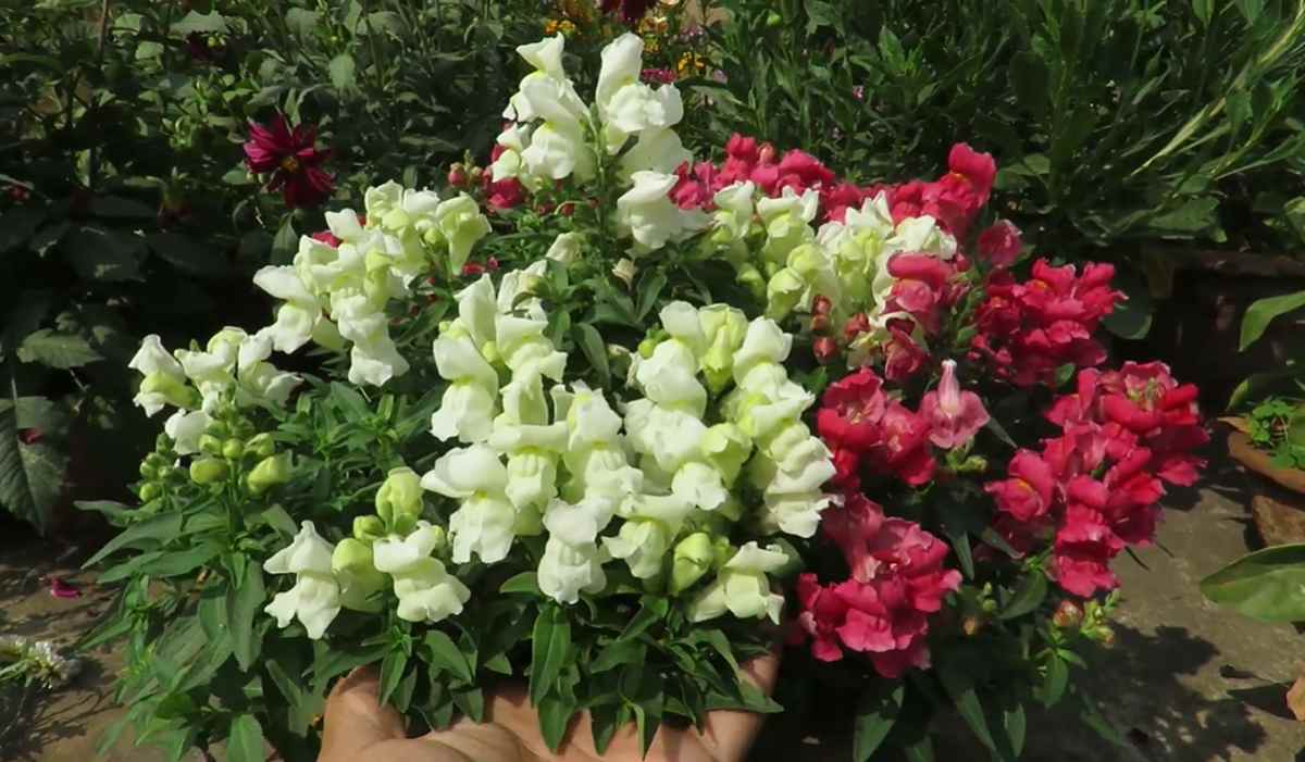 Lwia paszcza, wyżlin większy (Antirrhinum majus),