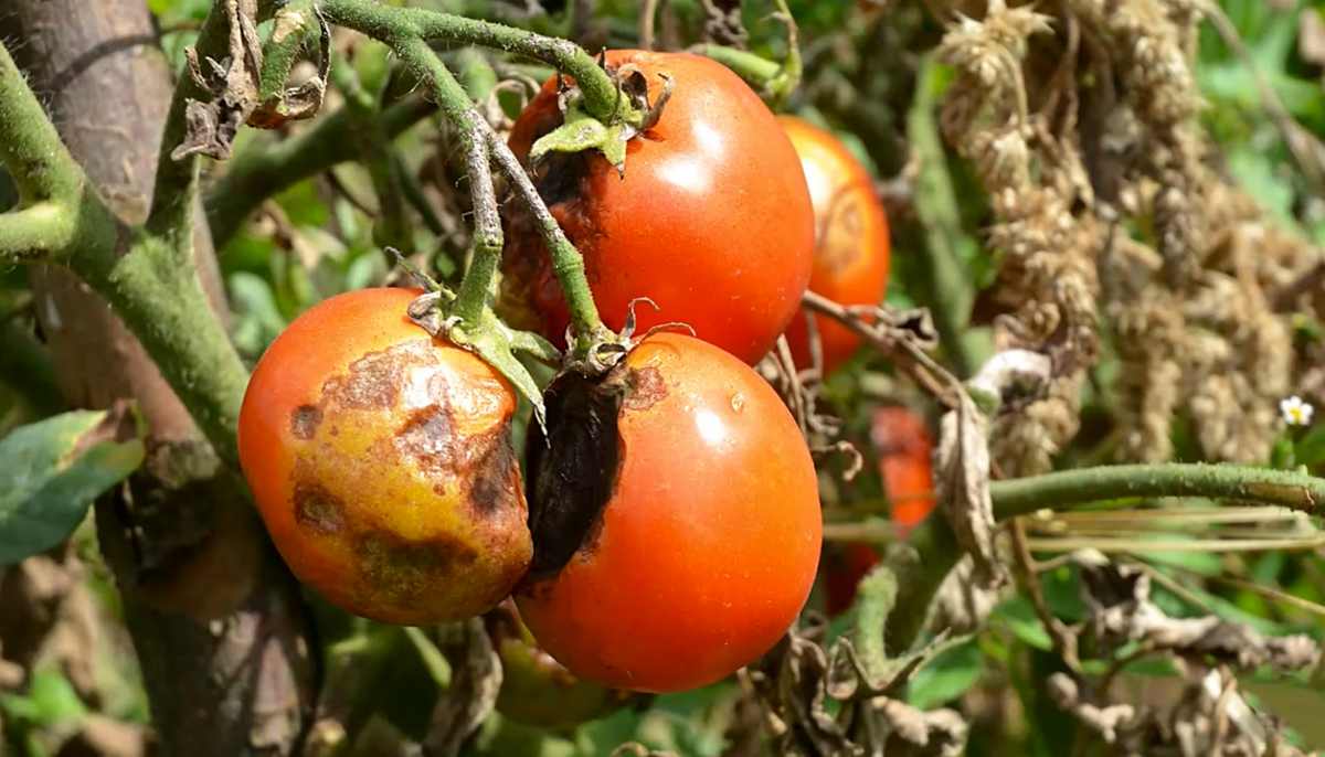 zaraza ziemniaczana na pomidorach