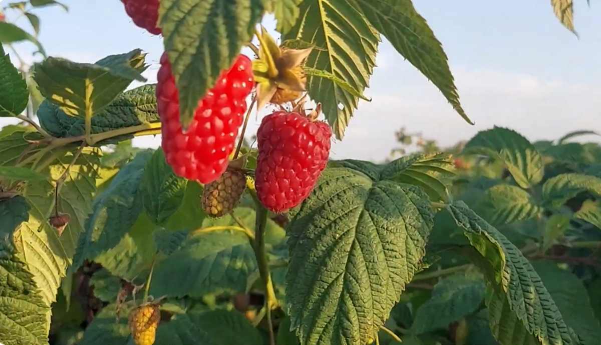 maliny
