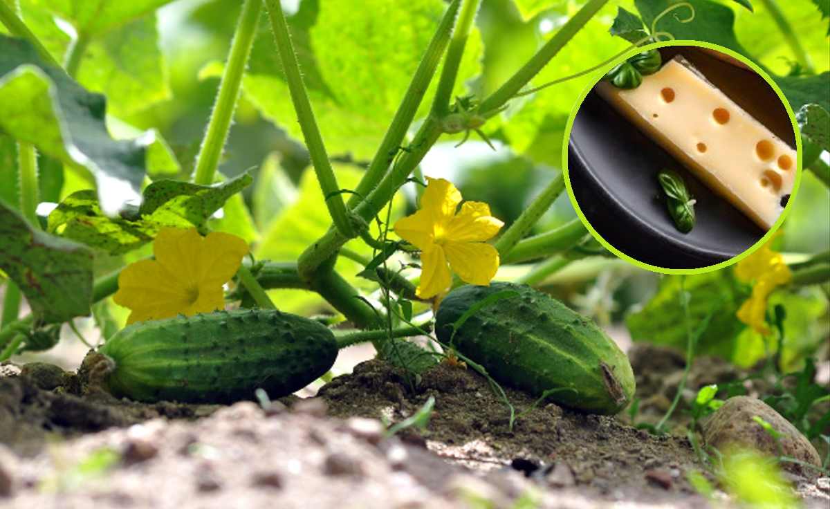 naturalny nawóz do ogórków