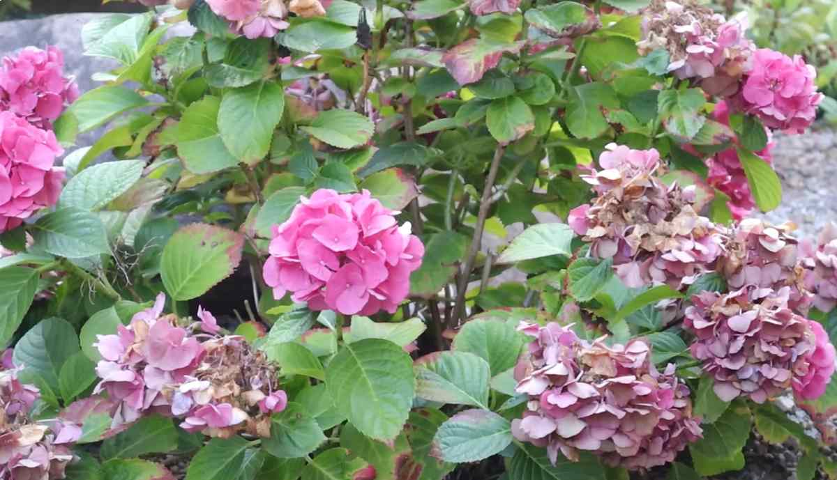 hortensje