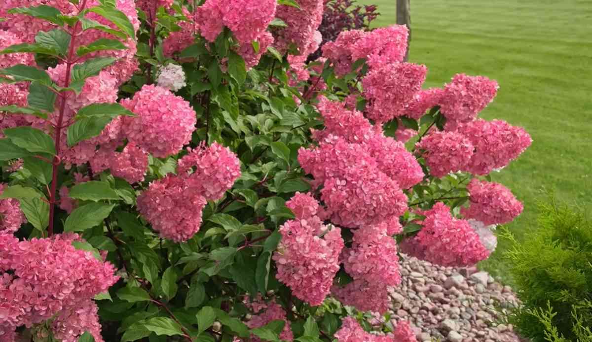 hortensje