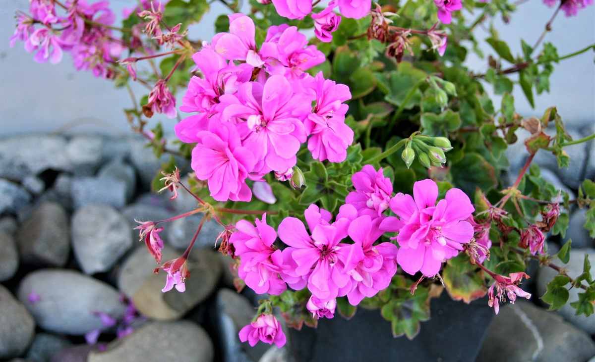 pelargonia